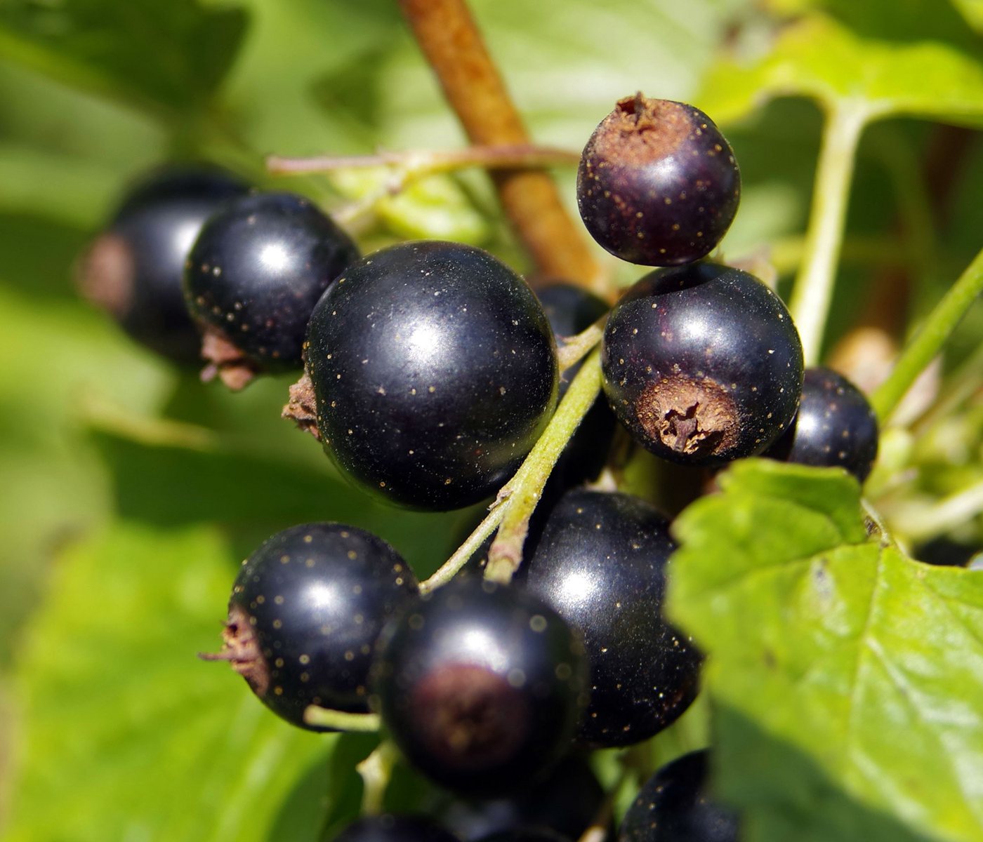 Dehner Obstpflanze Johannisbeere Schwarze Perle, Ribes nigrum, große aromatische Früchte, Beerenstrauch Selbstbefruchter-Pflanze, schwarze Früchte Bild 2
