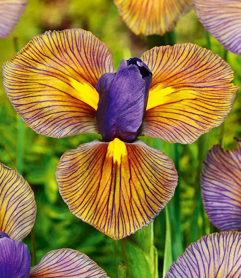 BALDUR Garten Blumenzwiebeln Iris 'Eye of the Tiger', Schwertlilie, winterhart, mehrjährig, pflegeleicht, robust Bild 2