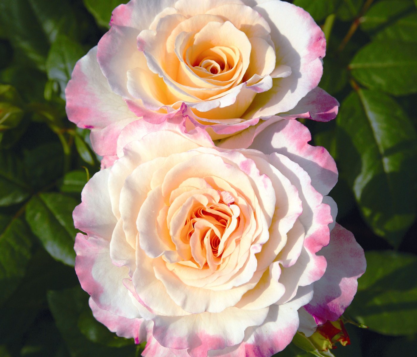 Dehner Rose Edelrose Aquarell®, apricot/rosa Blüten, duftend, groß und gefüllt, Züchter Tantau