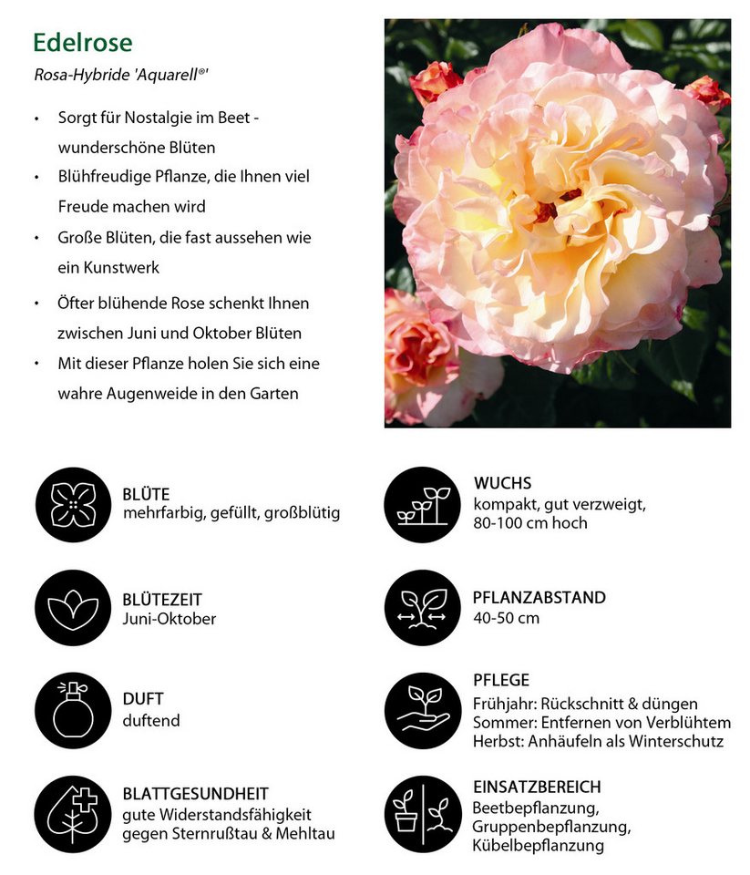 Dehner Rose Edelrose Aquarell®, apricot/rosa Blüten, duftend, groß und gefüllt, Züchter Tantau Bild 2