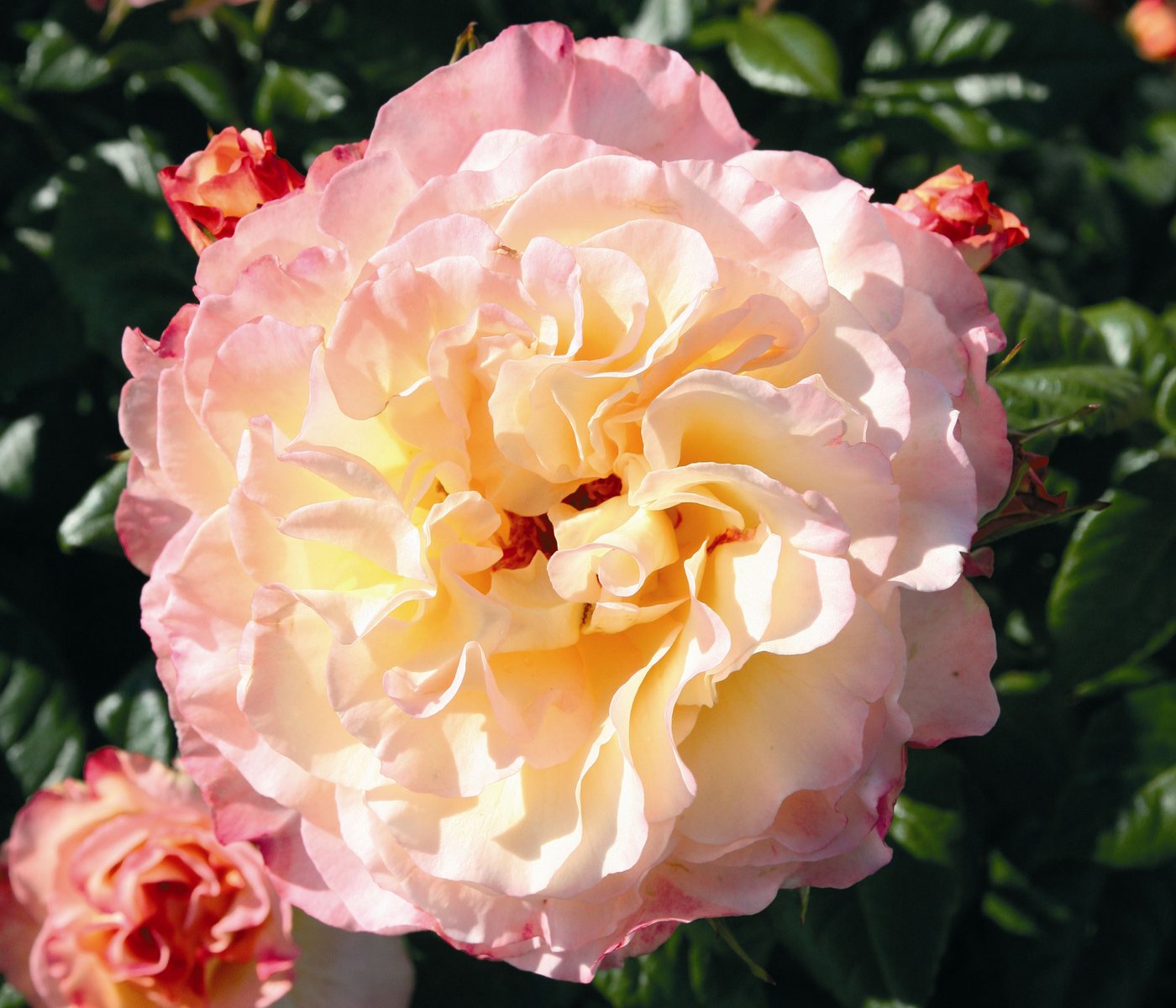 Dehner Rose Edelrose Aquarell®, apricot/rosa Blüten, duftend, groß und gefüllt, Züchter Tantau Bild 3