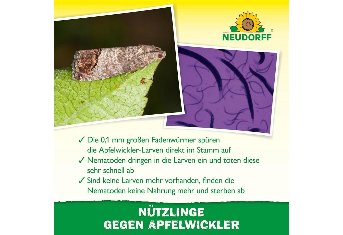 Neudorff Nematoden Nützlinge gegen Apfelwickler, 5 Mio. SF-Nematoden gegen Apfelwickler-Larven Bild 5