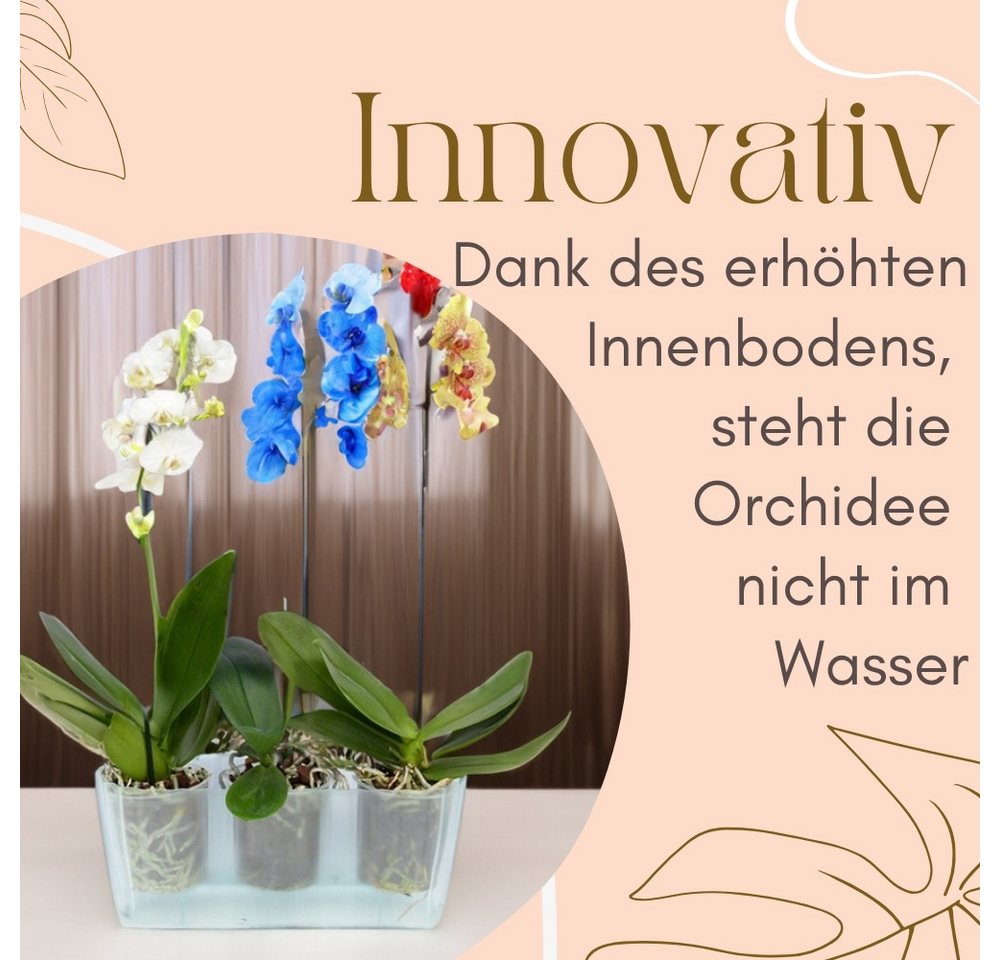 GarPet Blumentopf 2er Set Orchideentopf Transparent Orchideen Über Pflanz groß Elegant Bild 5