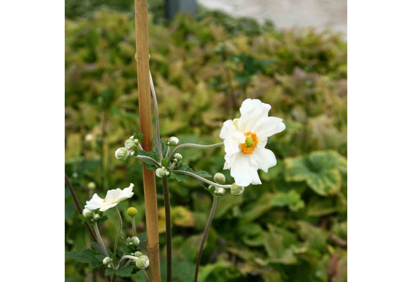 Siena Garden Rankhilfe Tonkinstäbe, 6/8 mm x 90 cm
