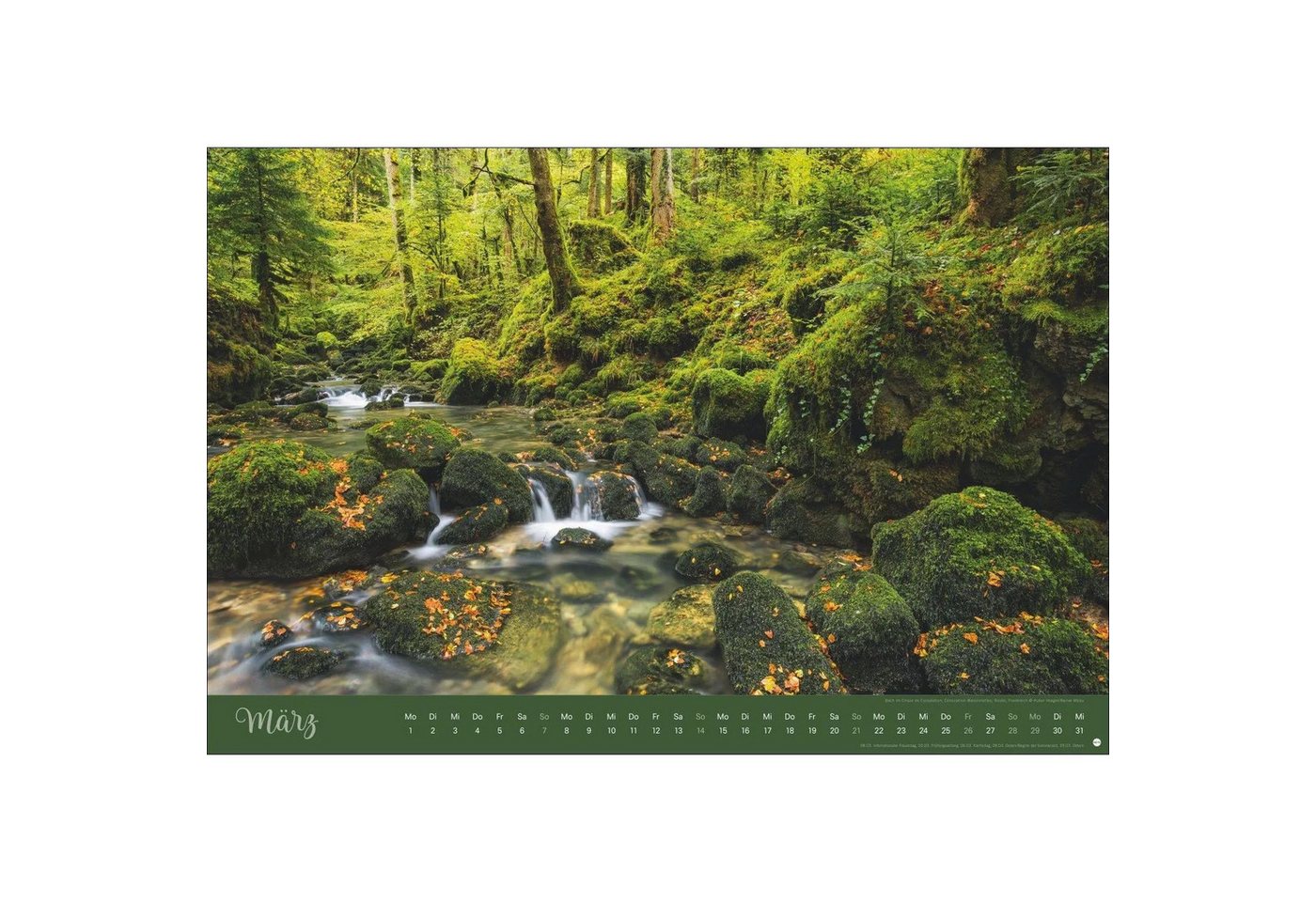 HEYE Wandkalender Zauberwälder Edition Kalender 2027 Bild 5
