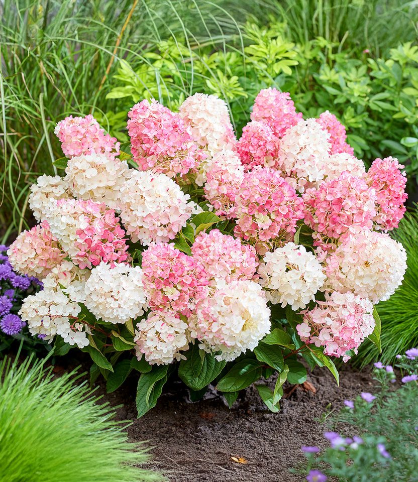 BALDUR Garten Zierstrauch Rispen-Hortensie 'Living Little Blossom®', 1 St., Rispenhortensie, winterhart, langblühend, farbwechselnd