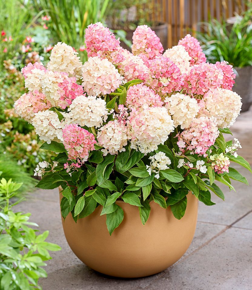 BALDUR Garten Zierstrauch Rispen-Hortensie 'Living Little Blossom®', 1 St., Rispenhortensie, winterhart, langblühend, farbwechselnd Bild 2