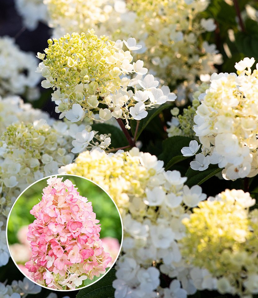 BALDUR Garten Zierstrauch Rispen-Hortensie 'Living Little Blossom®', 1 St., Rispenhortensie, winterhart, langblühend, farbwechselnd Bild 3