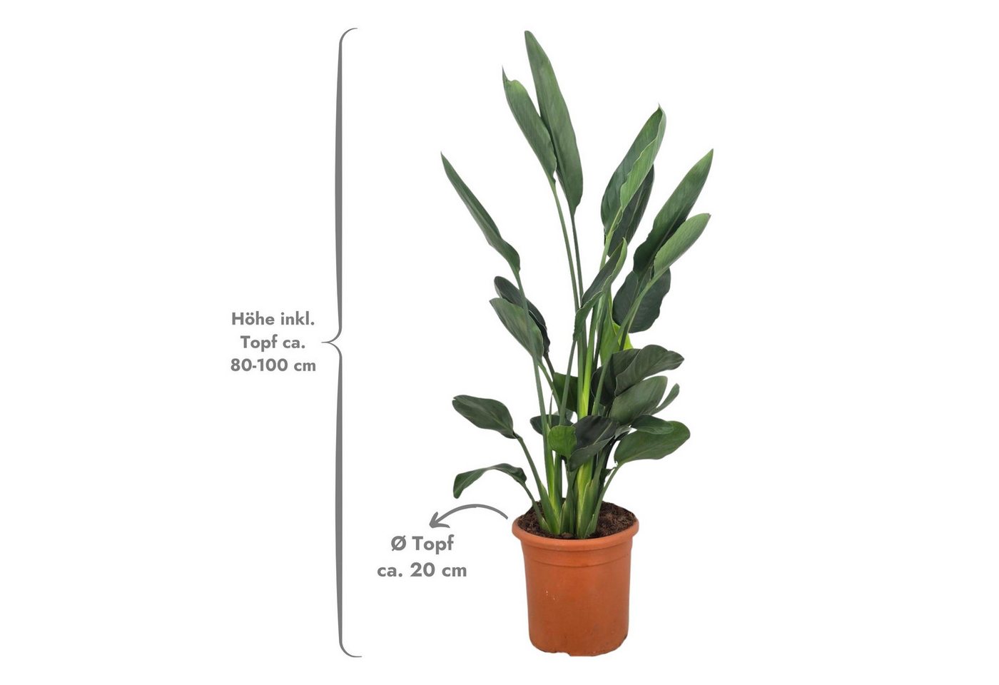 Meine Orangerie Kübelpflanzen Strelitzie - Strelitzia, Paradiesvogelblume, professionell kultivierte Strelitzie mit kräftigem Blattwerk