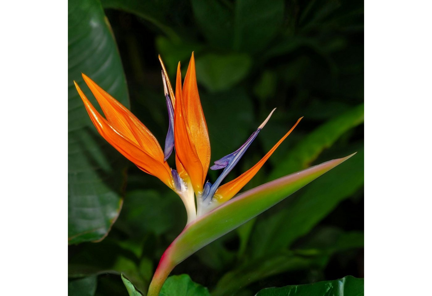 Meine Orangerie Kübelpflanzen Strelitzie - Strelitzia, Paradiesvogelblume, professionell kultivierte Strelitzie mit kräftigem Blattwerk Bild 2
