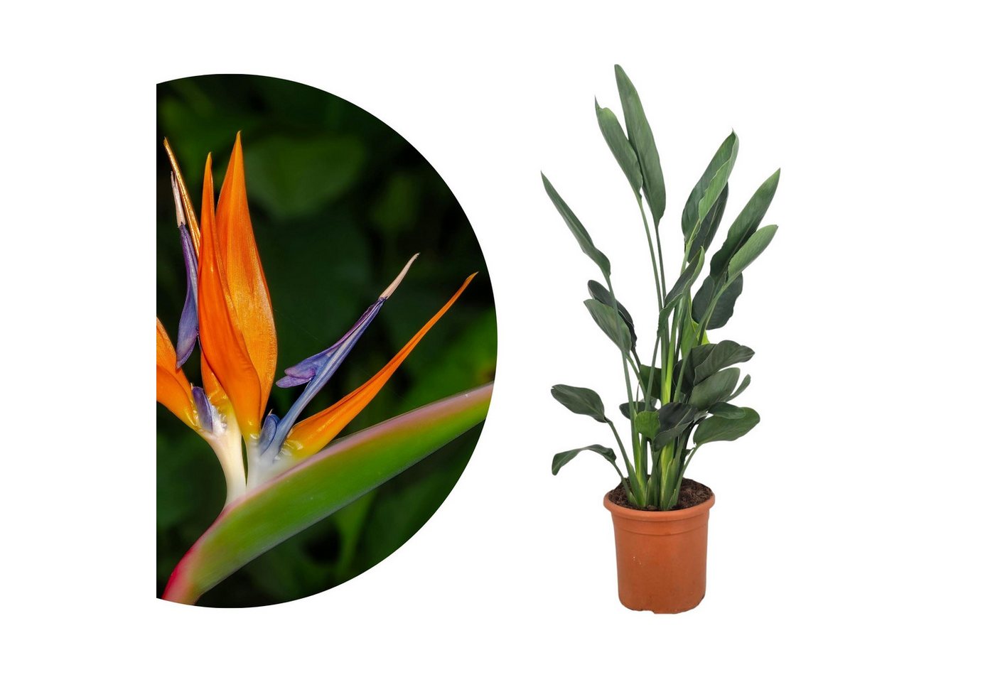 Meine Orangerie Kübelpflanzen Strelitzie - Strelitzia, Paradiesvogelblume, professionell kultivierte Strelitzie mit kräftigem Blattwerk Bild 3