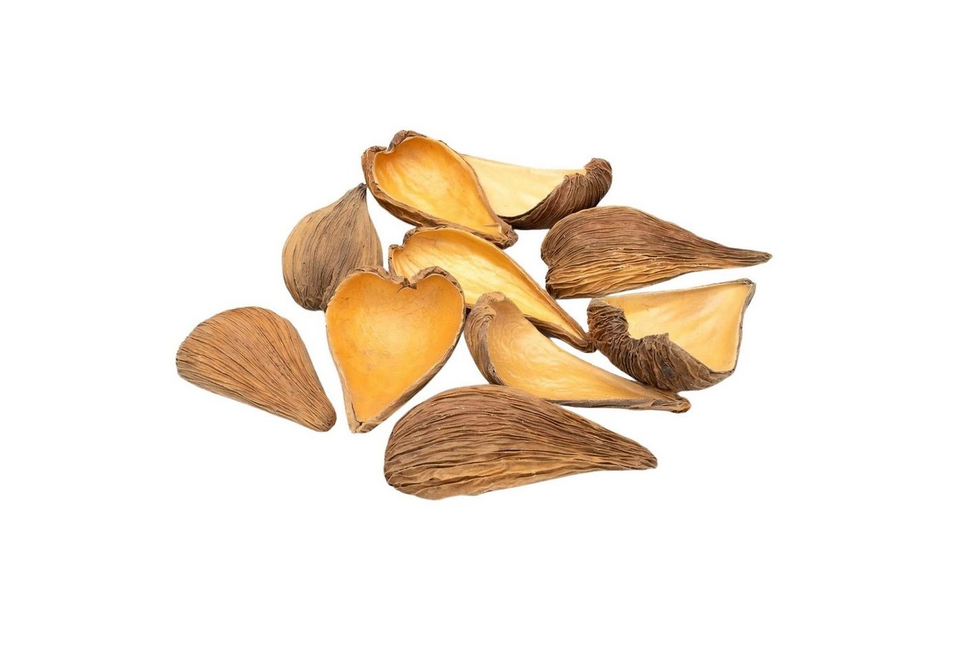 NaDeco Bastelnaturmaterial Dregea volubilis in Natur, Verpackt mit 10 Stück, Länge ca. 6–10 cm