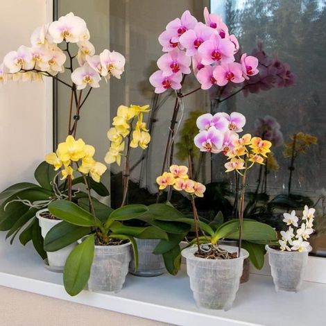 Set Mit 3 Transparenten Orchideentöpfen Mit Abflusslöchern – 12 Cm Innendurchmesser