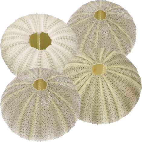 Set Mit 4 Natürlichen Seeigelschalen Für Heimdekoration, Strandbastelarbeiten (farbe Zufällig), Wohnaccessoires