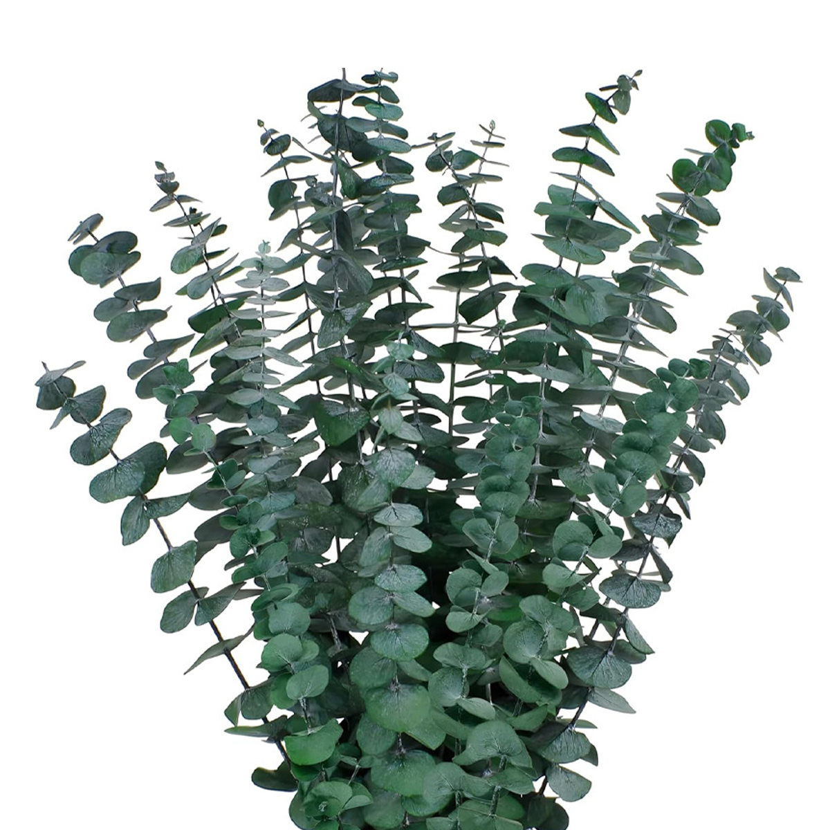 Set Mit 10 Getrockneten, Natürlichen Eukalyptuszweigen, Ideal Für Dusche, Spa, Wohnzimmer Und Als Dekoration Für Zuhause.