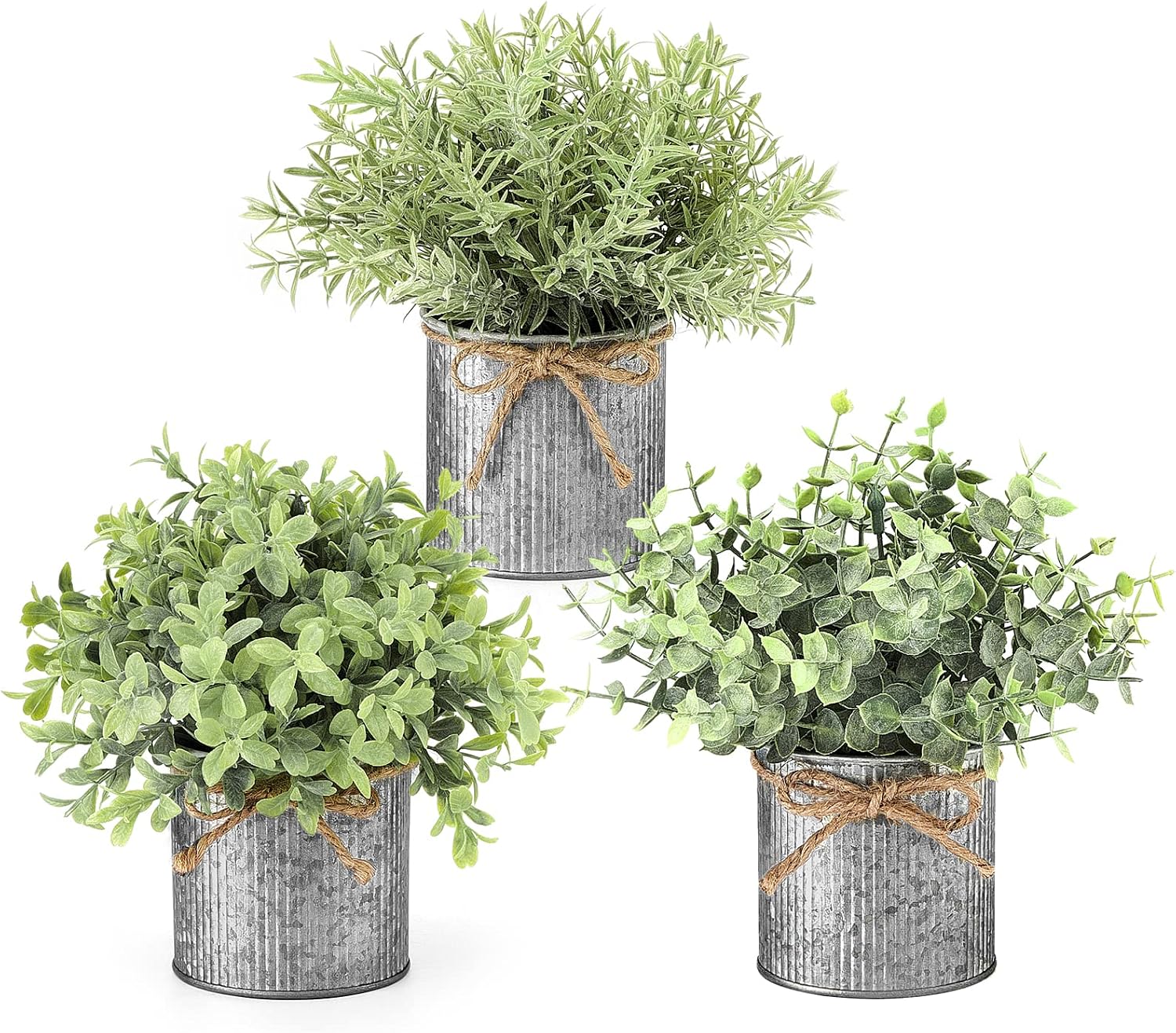 Kleine Topfpflanzen & 3er-packung - Kleine Topfpflanzen & 3er-packung - Kleine Topfpflanzen & 3er-packung