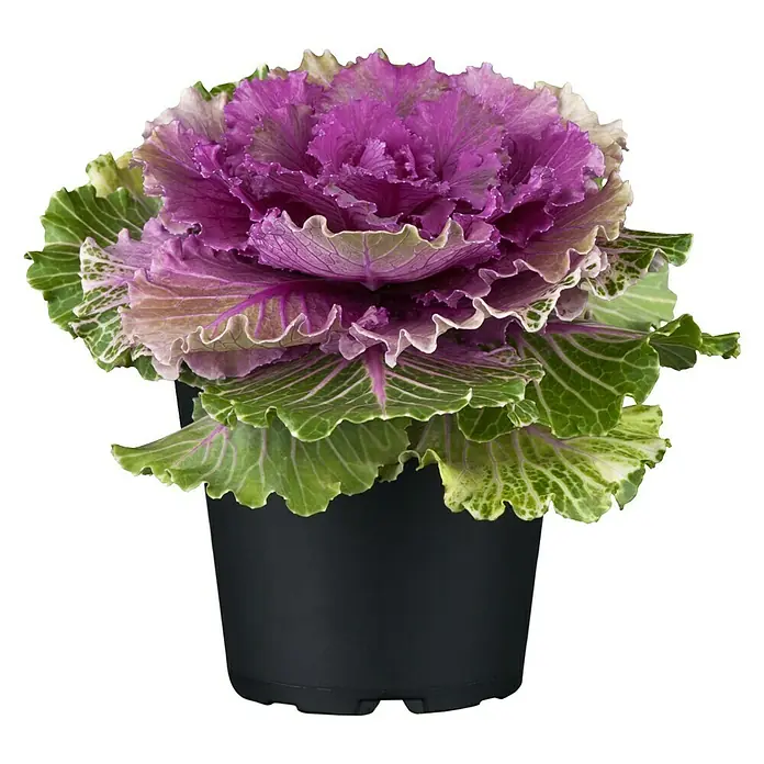Piardino Zierkohl (Brassica, Topfgröße: 12 cm, Bunt)