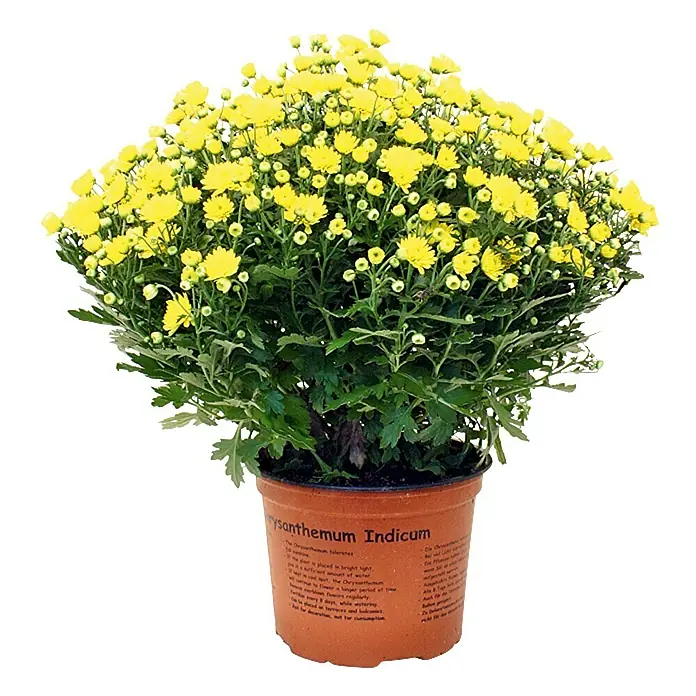 Piardino Herbst-Chrysantheme (Chrysanthemum indicum Hybride, Topfgröße: 17 cm, Verschiedene Farben)