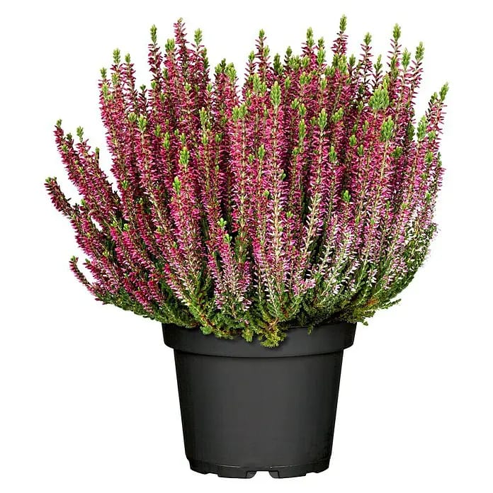 Piardino Besenheide Beauty Ladies verschiedene Farben (Calluna vulgaris, 11 cm)