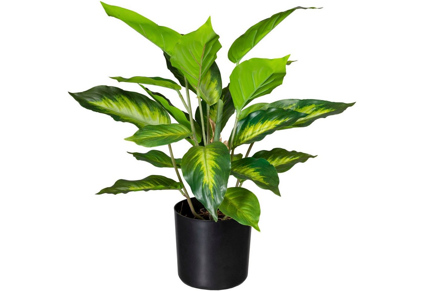 Künstliche Zimmerpflanze Dieffenbachia Dieffenbachia, Creativ green, Höhe 45 cm