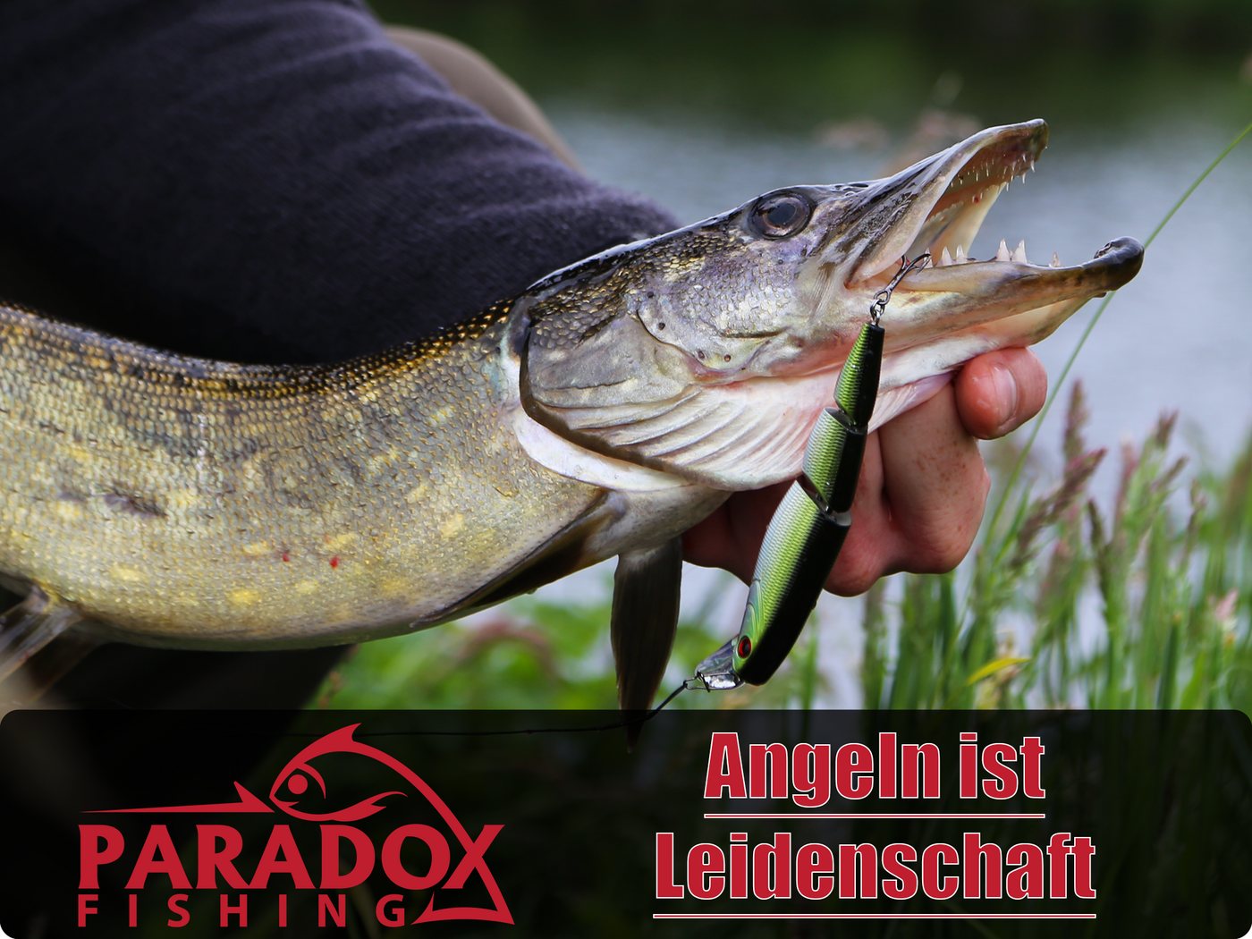 Paradox Fishing Angelschnur Titan-Vorfach fürs Hecht-Angeln, 0,25 m Länge, Hechtsicher Knickfrei Bild 5