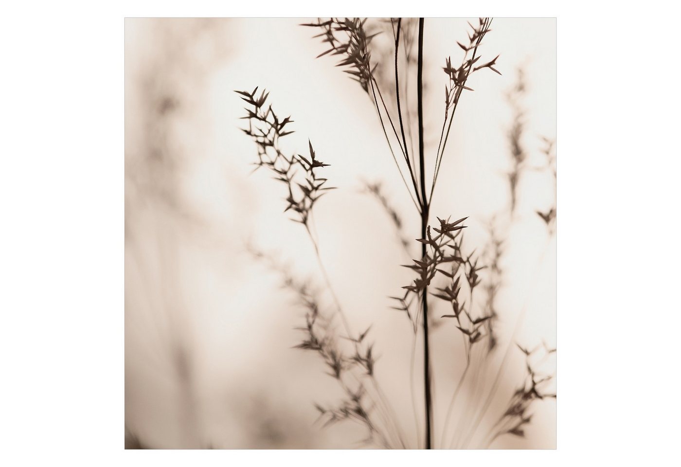 Bilderdepot24 Fototapete Blumen Elegantes Gras Schatten Blumentapete Floral Natur Modern Kunst, Glatt, Matt, (Vliestapete inkl. Kleister oder selbstklebend), Wohnzimmer Schlafzimmer Küche Flur Motivtapete Vliestapete Wandtapete Bild 3