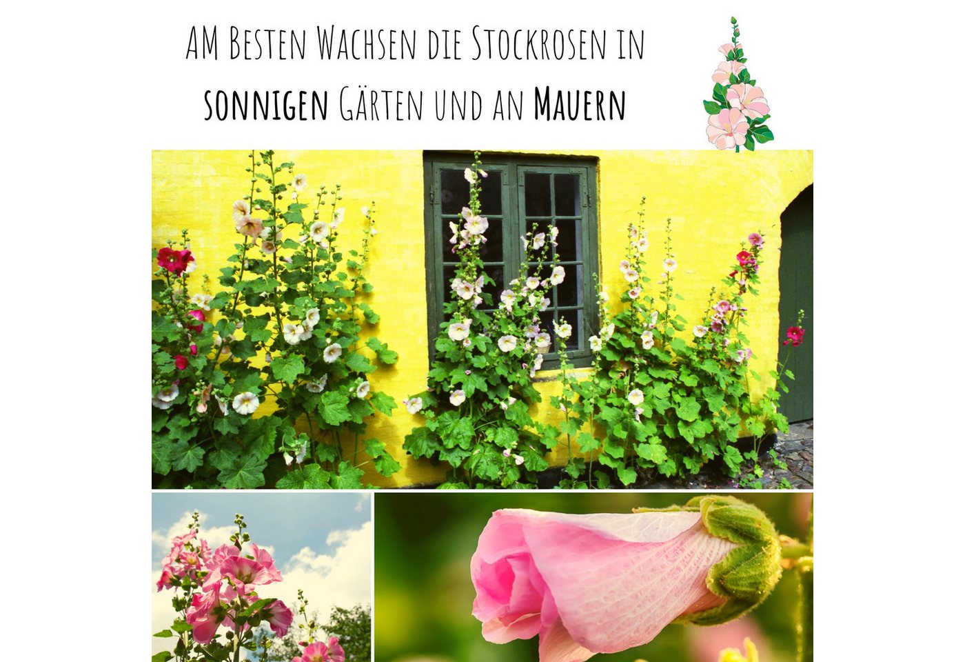 HappySeed Blumensamen Stockrosen Samen - Alcea Rosea (Mix), Rosen Bild 2
