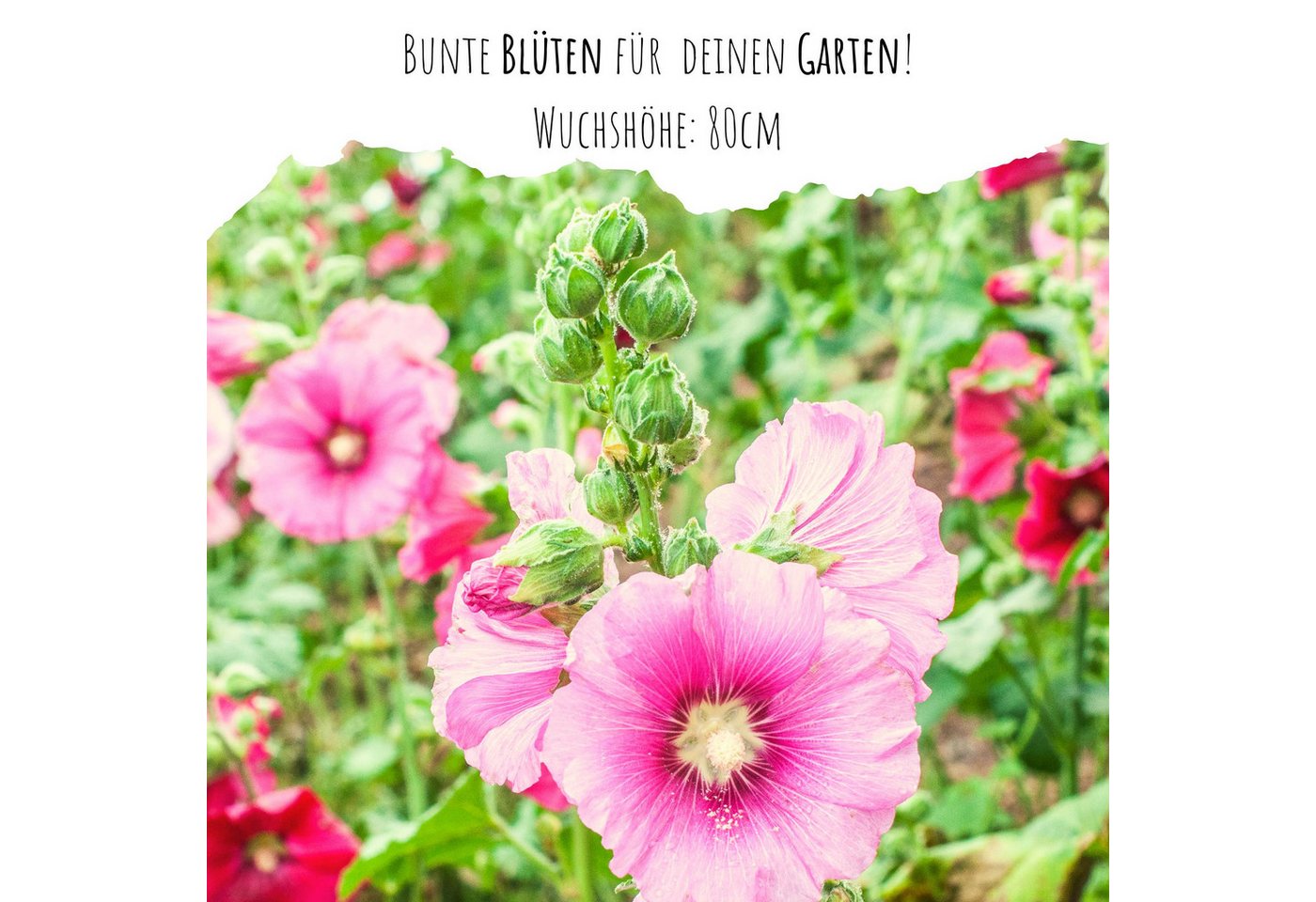 HappySeed Blumensamen Stockrosen Samen - Alcea Rosea (Mix), Rosen Bild 3