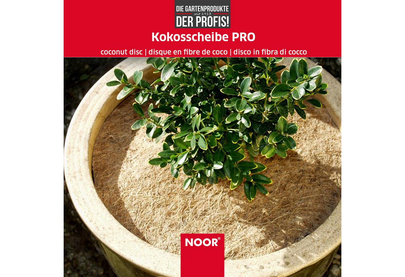 NOOR Kokosscheibe PRO für Kübelpflanzen - natürliche Kokosfasern als Winterschutz, ganzjähriger Wurzelballen-Schutz für empfindliche Pflanzen Bild 3