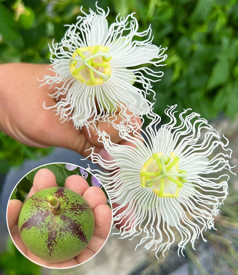 BALDUR Garten Obstpflanze Winterharte Passionsblume Cooltropics® 'Snowstar®', 1 St., Maracuja-früchte, essbar, winterhart, mehrjährig, pflegeleicht