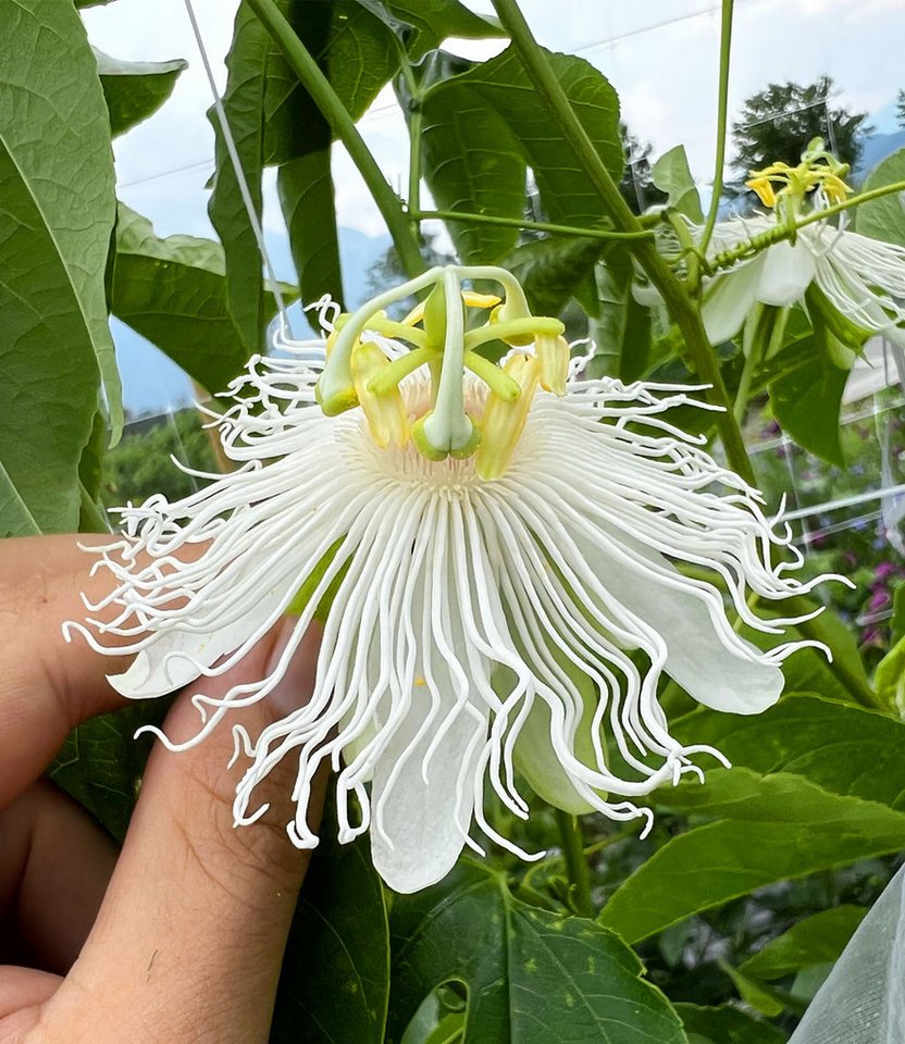 BALDUR Garten Obstpflanze Winterharte Passionsblume Cooltropics® 'Snowstar®', 1 St., Maracuja-früchte, essbar, winterhart, mehrjährig, pflegeleicht Bild 2