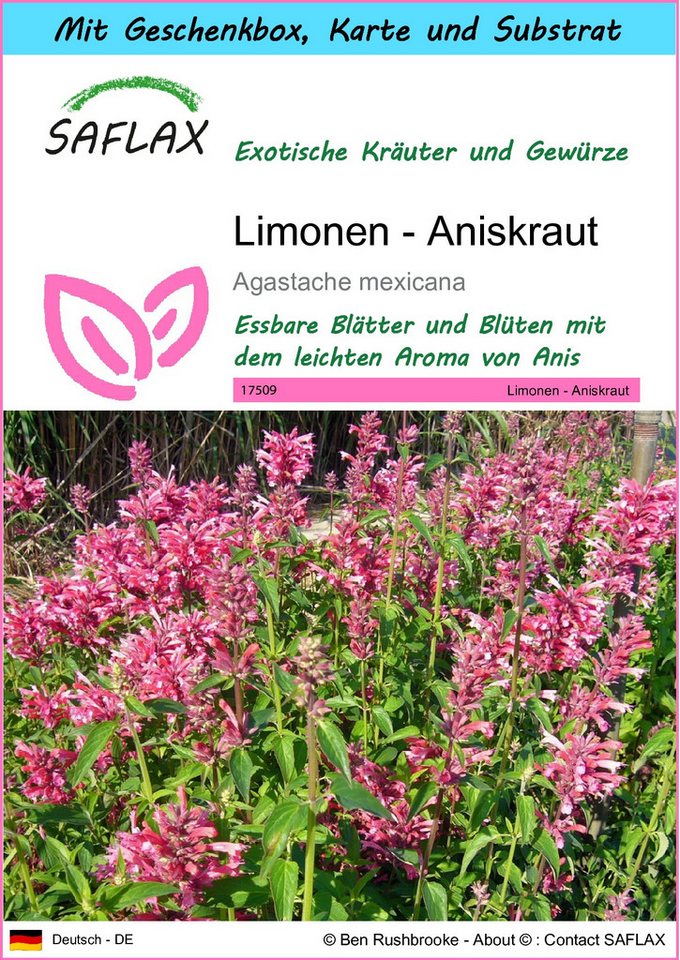 SAFLAX Kräutersamen SAFLAX - Geschenkset - Limonen - Aniskraut Bild 5
