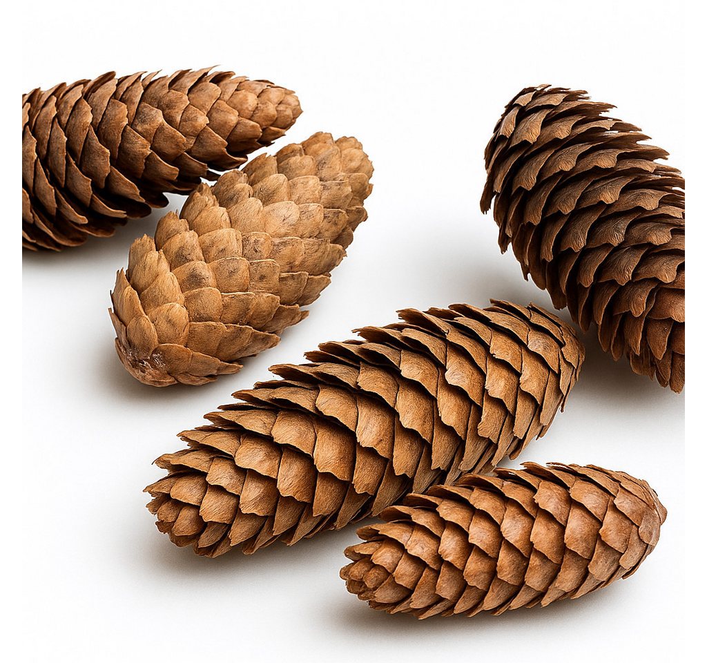 NaDeco Bastelnaturmaterial Fichtenzapfen in Natur, 1kg Picea abies Bild 4