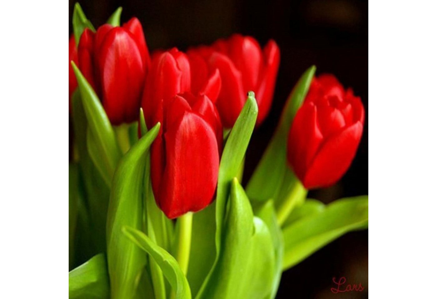 Realb2b Malen nach Zahlen 5d Diamond Painting Tulpen Malen nach Zahlen 20x20cm (Komplettset für 5D Diamond Painting inklusive Leinwand, Diamanten und Werkzeugen, Diamond Painting Set mit Zubehör für DIY-Kreativität und Entspannung), 20x20cm 5D Diamond Painting mit präziser Klebeschicht & Zubehör