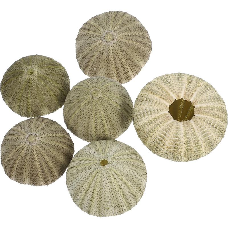 Set Mit 6 Grünen Seeigelschalen Zum Aufhängen Von Luftpflanzen