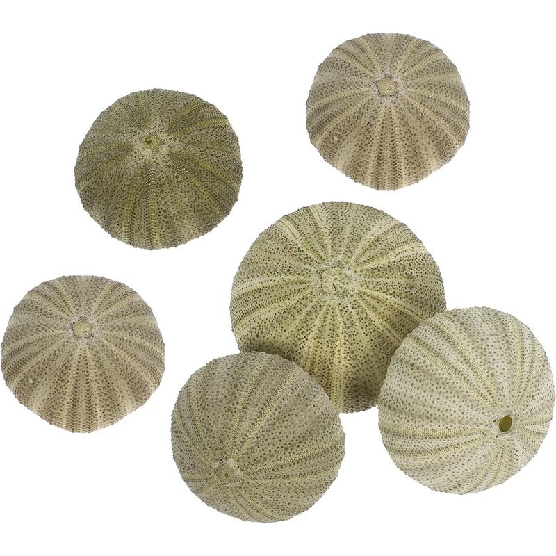 Stobok Set Mit 6 Mini-töpfen Aus Natürlichen Seeigelschalen Für Luftpflanzen