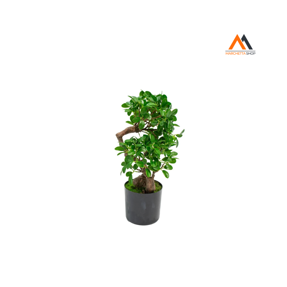Bonsai Banyan In Vaso H45 Cm