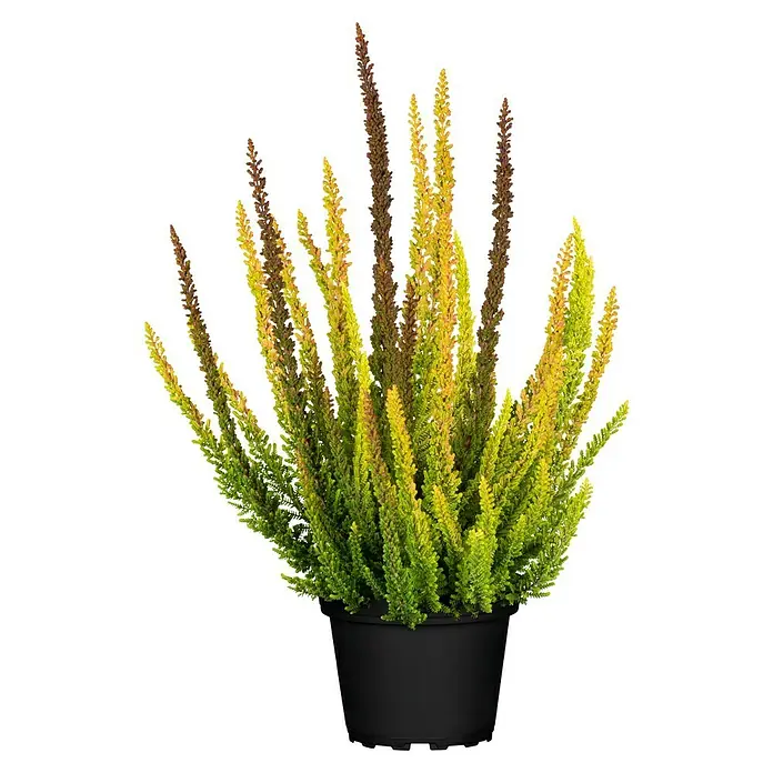 Piardino Besenheide (Calluna vulgaris 'Skyline', Topfgröße: 11 cm)