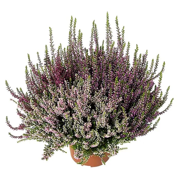 Besenheide Beauty Ladies Trio (Calluna vulgaris, Topfgröße: 11 cm, 3-farbig)