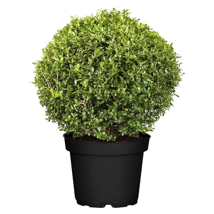 Piardino Bergilex Kugel (Ilex crenata, Topfgröße: 21 cm)