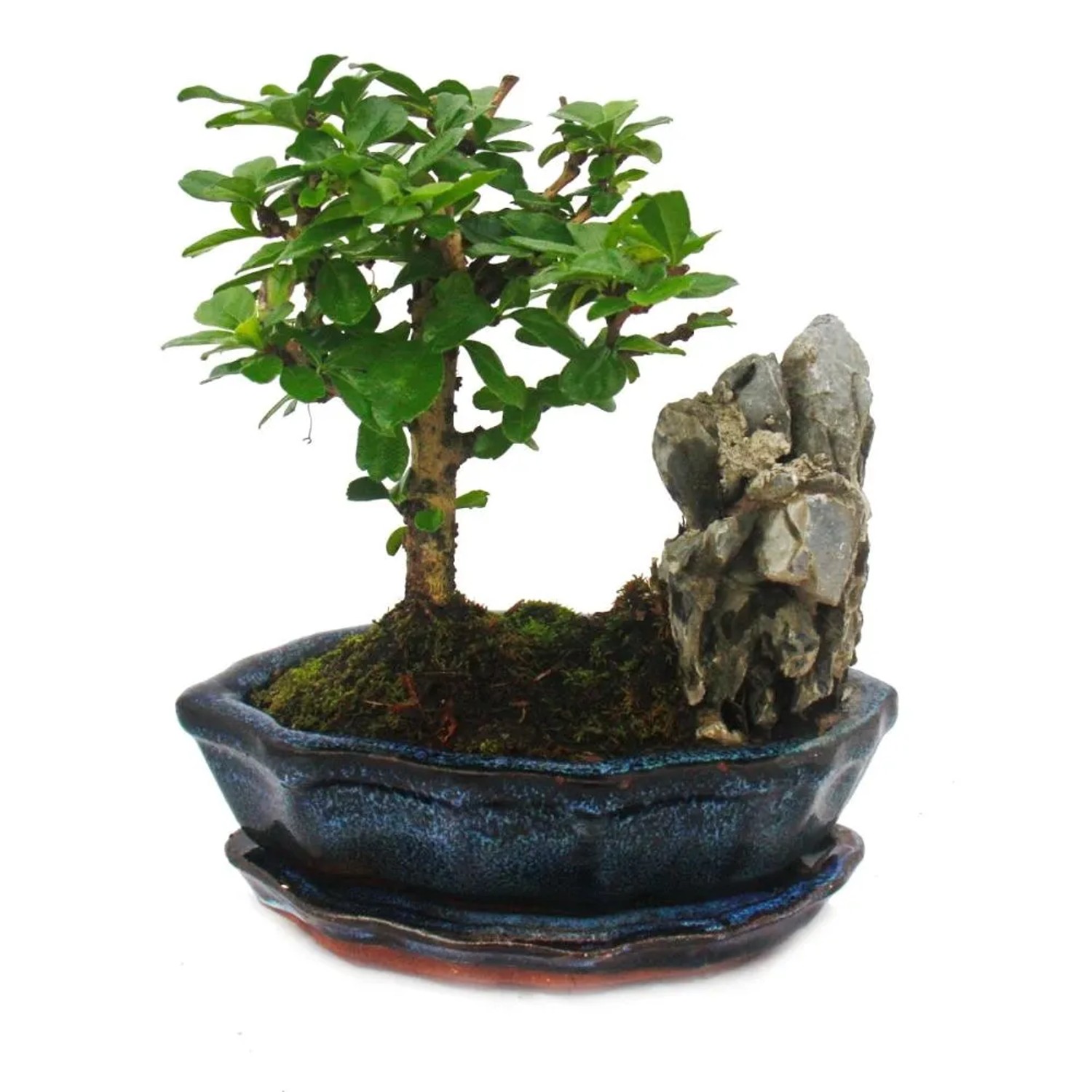 Exotenherz Bonsai Fukientee Carmona Microphylla Felslandschaft ca. 6 Jahre