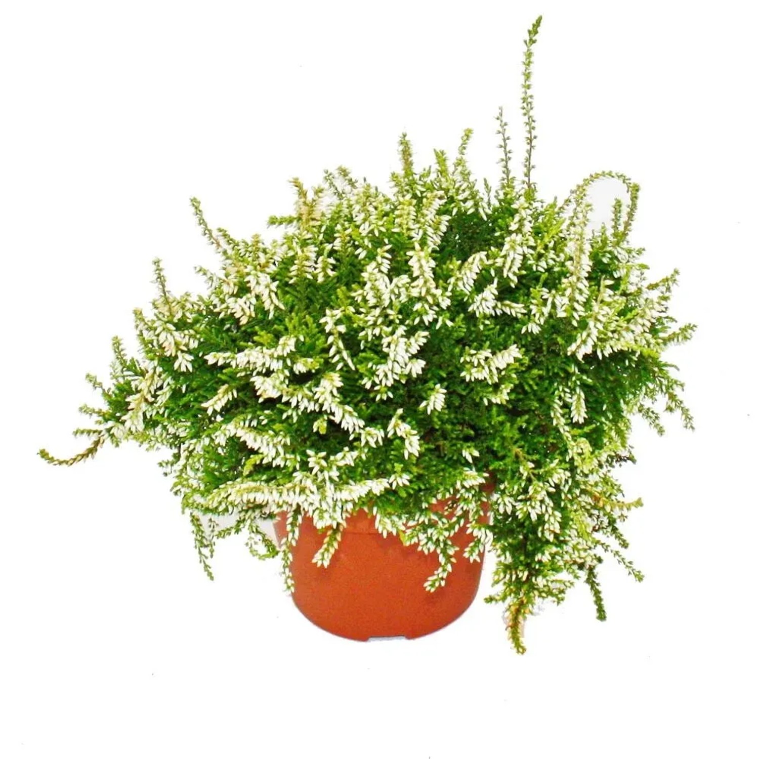 Exotenherz Hängende Calluna Set mit 3 Pflanzen Hängende Besenheide Heidepflanze Winterhart 12cm Topf Weiß