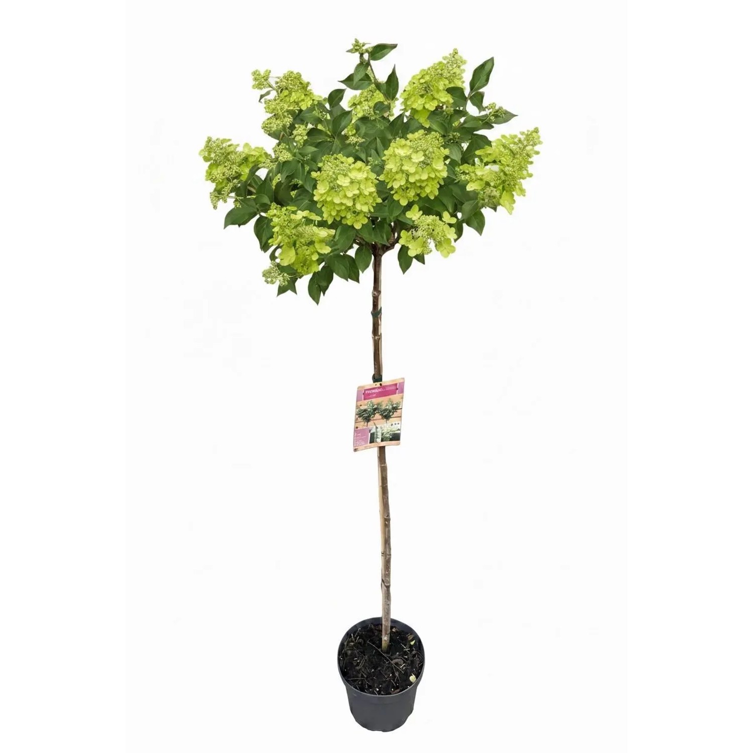 Pflanzen-Boering Hydrangea Paniculata Limelight 170-180 cm Hortensien Stamm Limettengrüne Blüten Bis Zum Winter