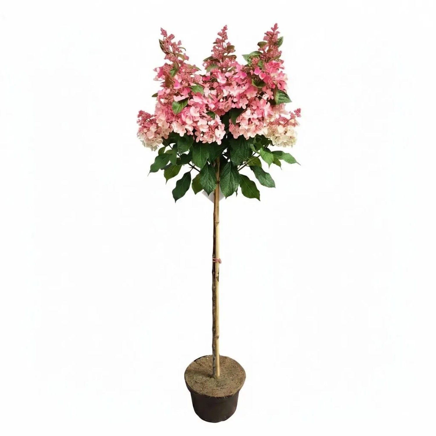 Pflanzen-Boering Hydrangea Paniculata Wims Red Rote Rispenhortensie 170-180 cm Stammhöhe 120 cm