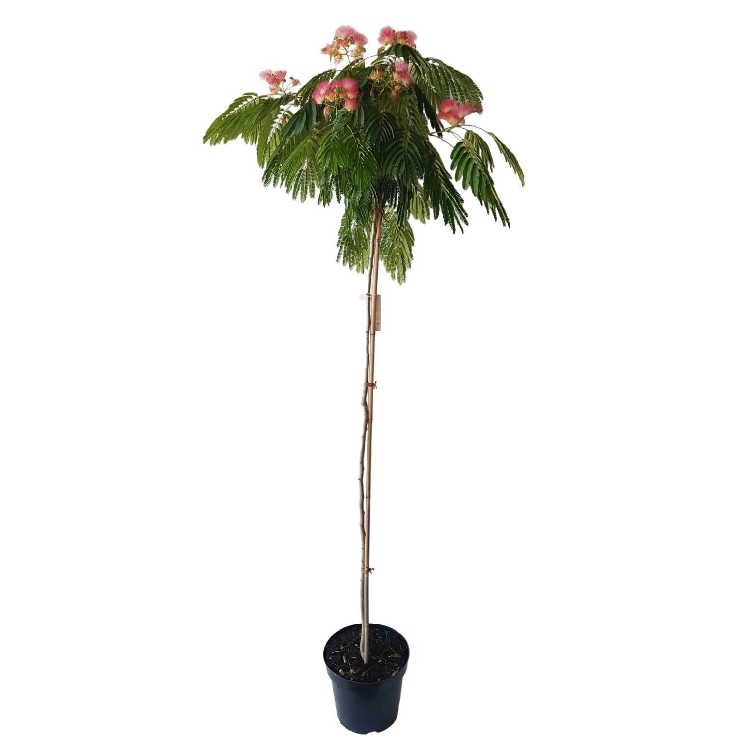 Pflanzen-Boering Albizia Julibrissin Ombrella Seidenbaum Stamm 160-170 cm Stammhöhe 120 cm
