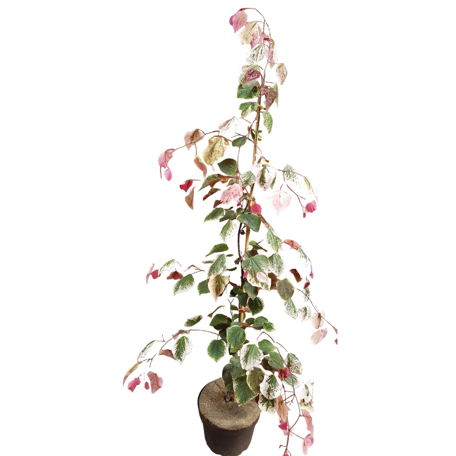 Pflanzen-Boering Cercis Canadensis Carolina Sweetheart 160-170 cm Farbenprächtiger Judasbaum