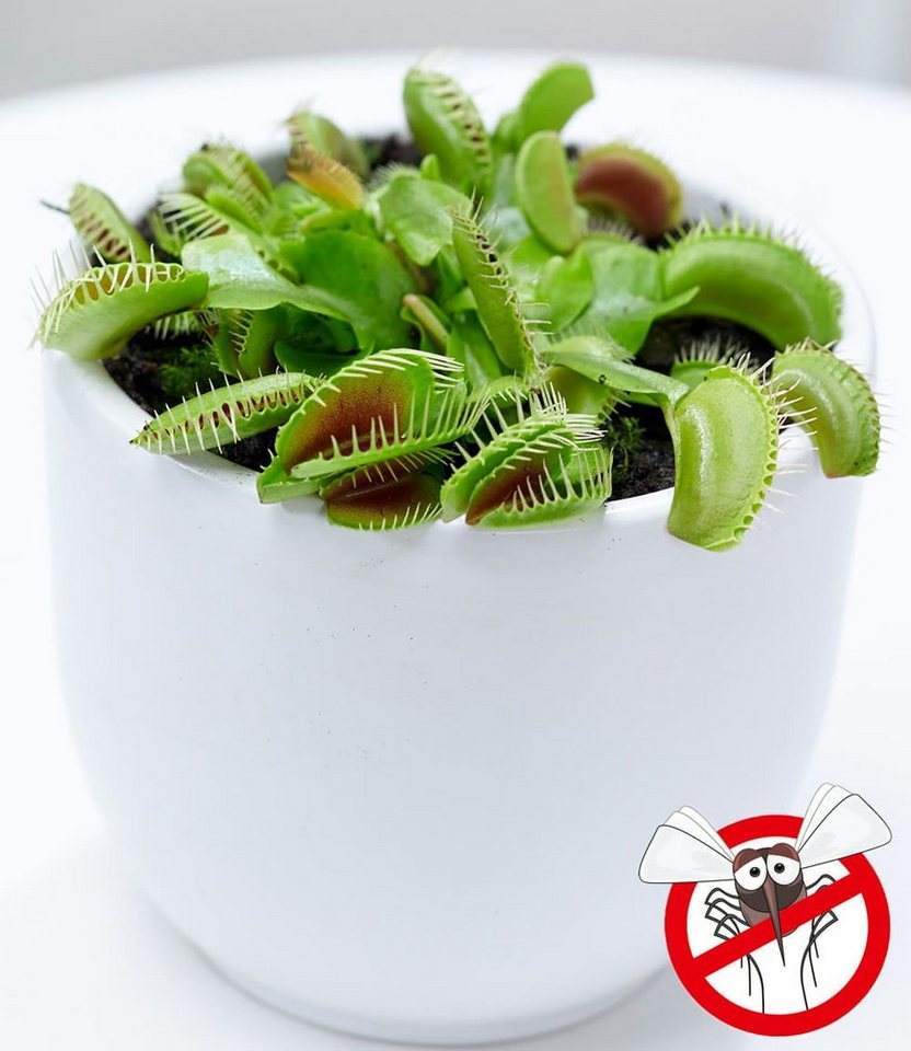 BALDUR Garten Zimmerpflanze Fleischfressende Pflanze 'Venusfliegenfalle', 1 St., Fliegenfänger, pflegeleicht Bild 3