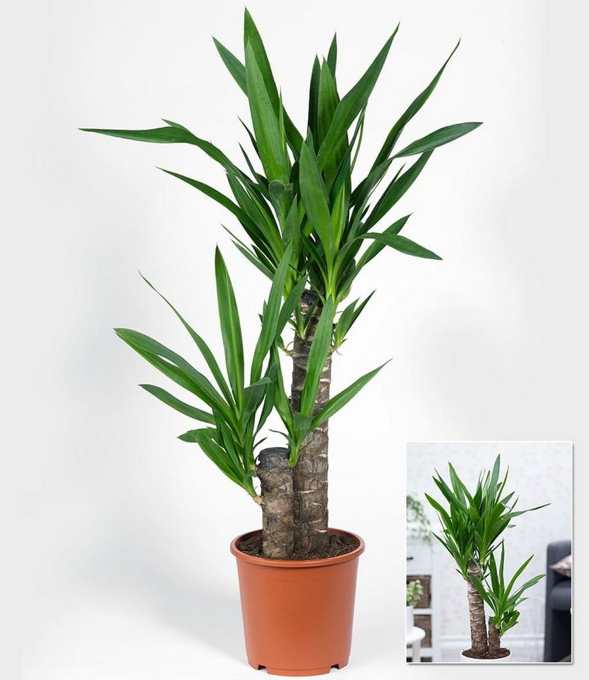 BALDUR Garten Zimmerpflanze Yucca Palme ca. 65-75 cm hoch, 1 St., Agavengewächs, genügsam, pflegeleicht