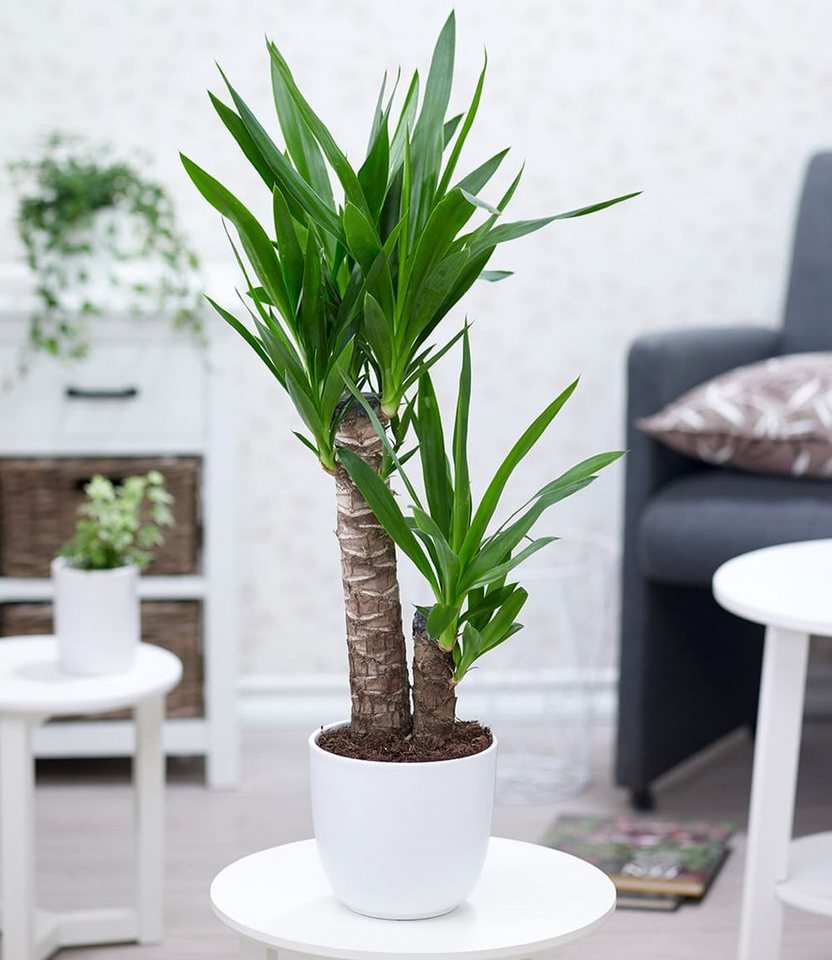BALDUR Garten Zimmerpflanze Yucca Palme ca. 65-75 cm hoch, 1 St., Agavengewächs, genügsam, pflegeleicht Bild 2