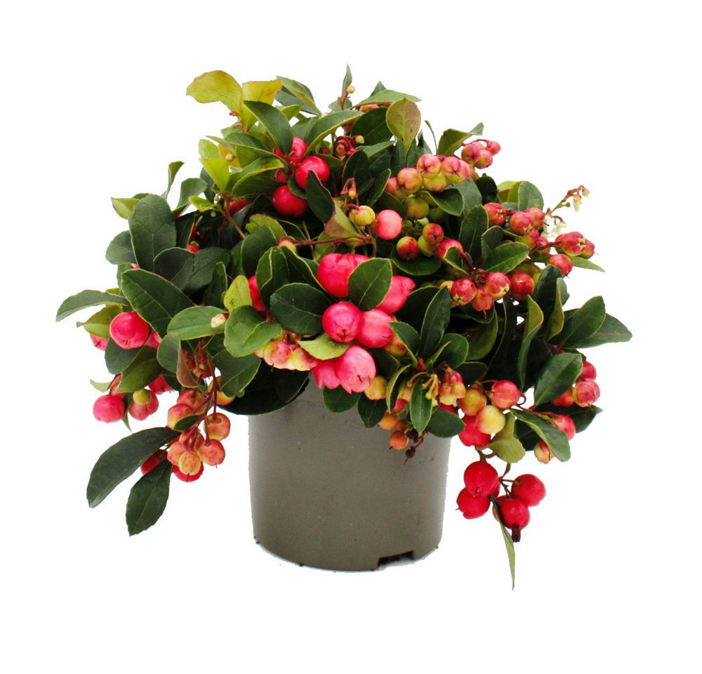 Exotenherz Beetpflanze Teppichbeere Gaultheria procumbens winterharte Pflanze